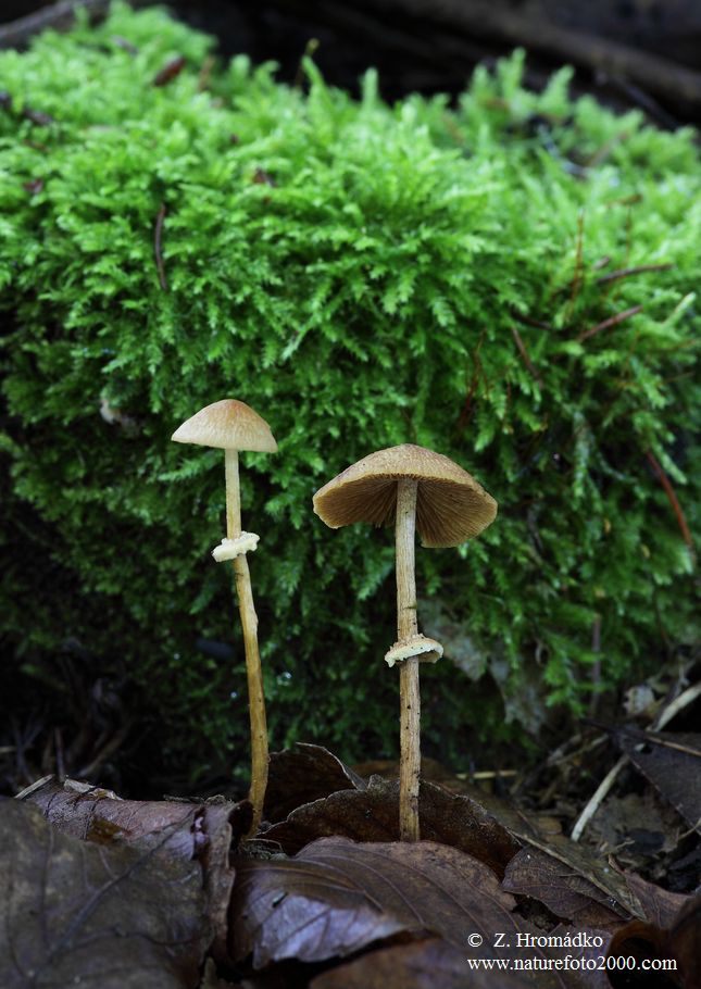 sametovka bezpórá, Pholiotina aporos (Houby, Fungi)